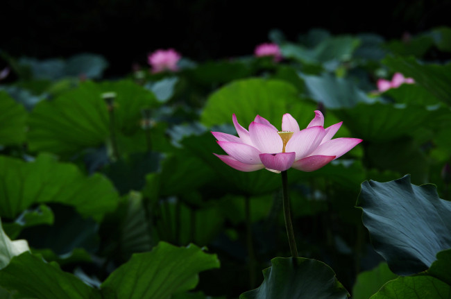 Обои картинки фото цветы, лотосы, лепестки