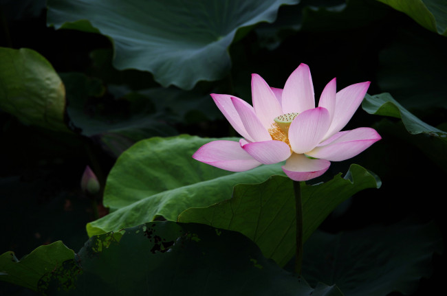 Обои картинки фото цветы, лотосы, лепестки