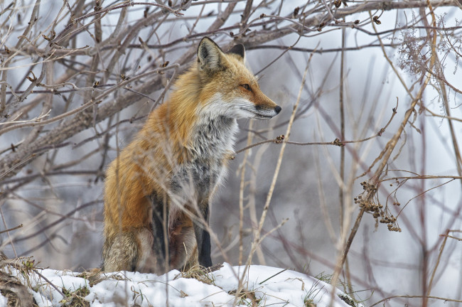 Обои картинки фото животные, лисы, лисичка