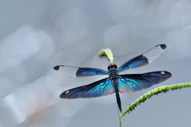 Обои картинки фото животные, стрекозы, стрекоза, макро, крылья