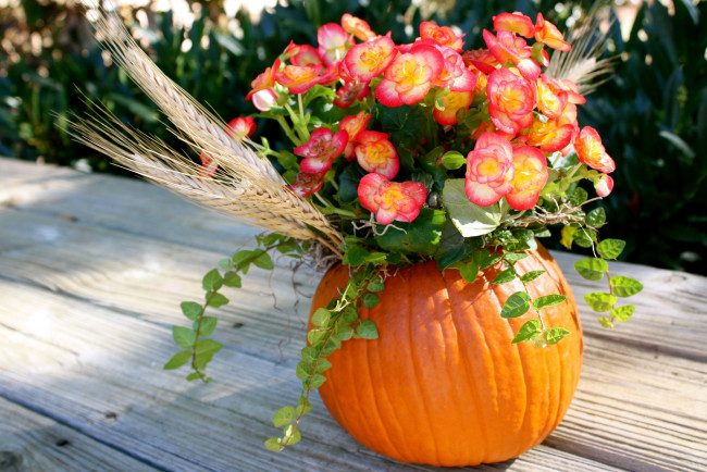 Обои картинки фото цветы, букеты,  композиции, бегония, колосок