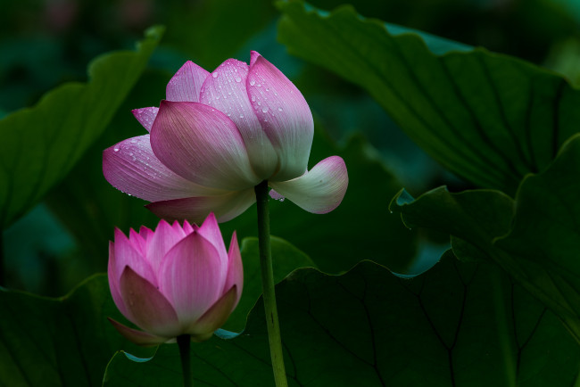 Обои картинки фото цветы, лотосы, лепестки