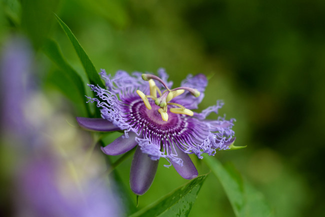 Обои картинки фото цветы, пассифлора