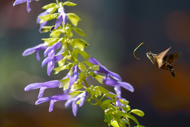 Обои картинки фото животные, бабочки,  мотыльки,  моли, бабочка, фон, цветы