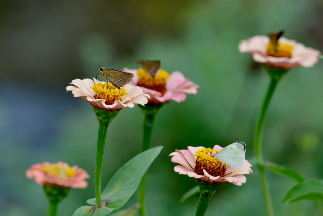 Обои картинки фото животные, бабочки,  мотыльки,  моли, цинния