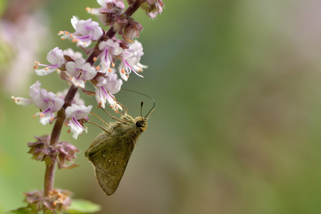 Обои картинки фото животные, бабочки,  мотыльки,  моли, фон, бабочка, цветы