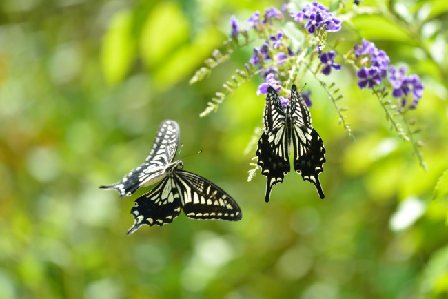 Обои картинки фото животные, бабочки,  мотыльки,  моли, фон, цветы