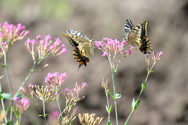 Обои картинки фото животные, бабочки,  мотыльки,  моли, фон, цветы