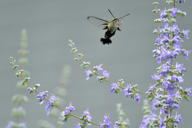 Обои картинки фото животные, бабочки,  мотыльки,  моли, мотылёк, цветы