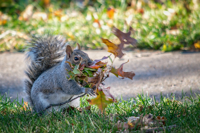 Обои картинки фото животные, белки, белка