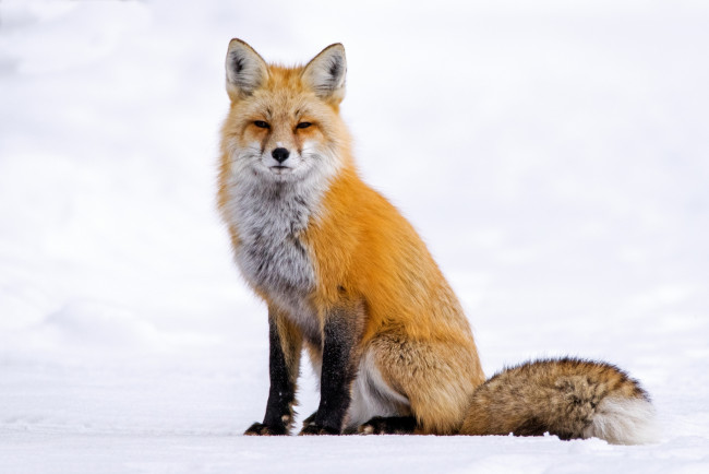 Обои картинки фото животные, лисы, лисичка