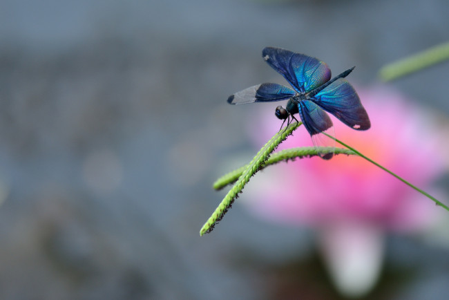 Обои картинки фото животные, стрекозы, травинка, макро, стрекоза