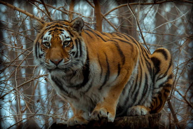 Обои картинки фото животные, тигры, тигр