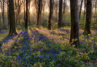 Картинка природа лес простор