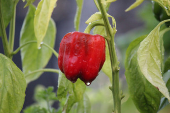 Картинка природа плоды перец