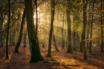 Картинка природа лес простор