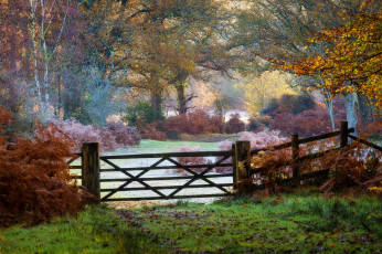 Картинка природа лес простор