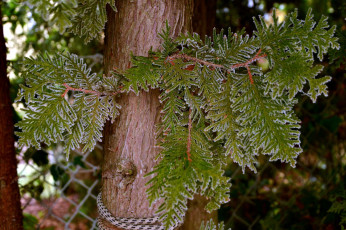 Картинка природа листья ствол иней