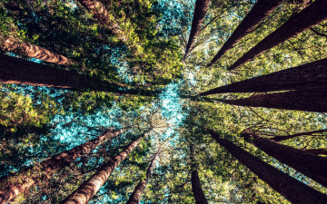 Картинка природа деревья верхушки