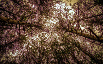 Картинка природа деревья верхушки