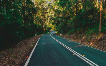 Картинка природа дороги шоссе лес