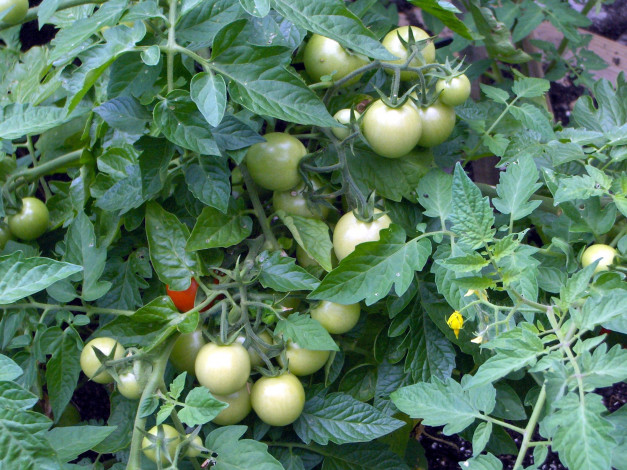 Обои картинки фото природа, плоды, помидоры