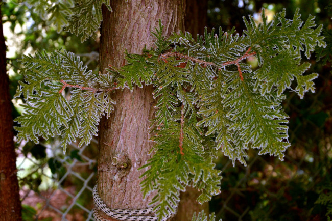 Обои картинки фото природа, листья, ствол, иней