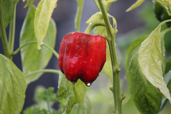 Обои картинки фото природа, плоды, перец