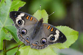 Картинка бакай животные бабочки +мотыльки +моли бабочка чешуекрылые насекомые