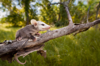 Картинка opossum животные опоссумы опоссум опоссумовые зверёк мех хвостик мордочка млекопитающие