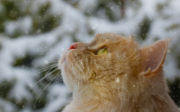 Картинка животные коты снег