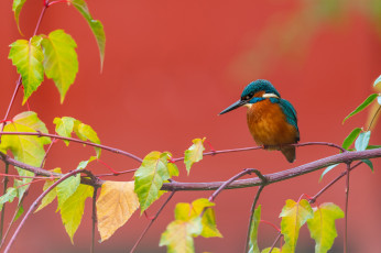 Картинка животные зимородки осень листья ветки птица красный фон зимородок осенние