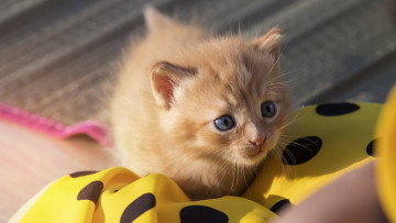 Картинка животные коты котёнок комочек шерсти няшное существо да и лучший друг человека мур мяу