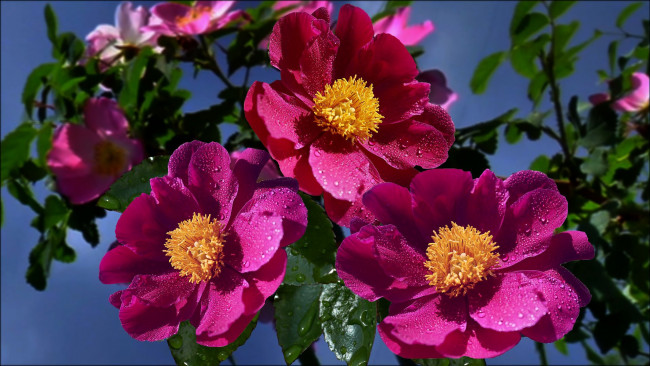 Обои картинки фото цветы, шиповник