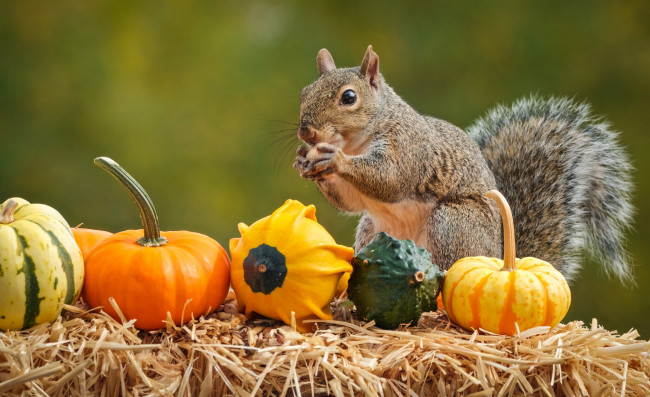 Обои картинки фото животные, белки, осень, белка, тыквы