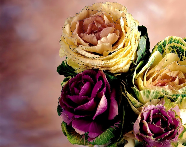 Обои картинки фото цветы, декоративная капуста, букет, цвета