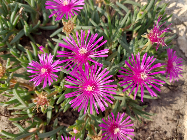 Обои картинки фото делосперма, цветы, аизовые, пустынный