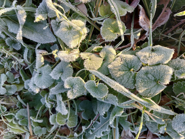 Обои картинки фото природа, листья, растения