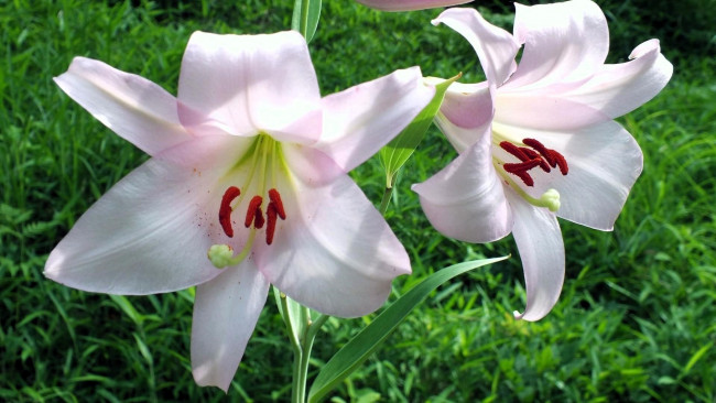 Обои картинки фото цветы, лилии,  лилейники, трава
