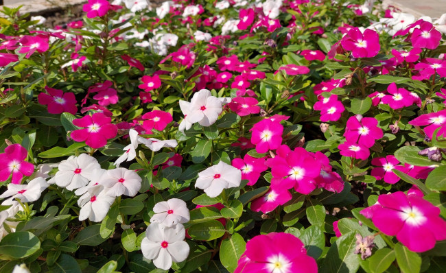 Обои картинки фото цветы, катарантусы, катарантус