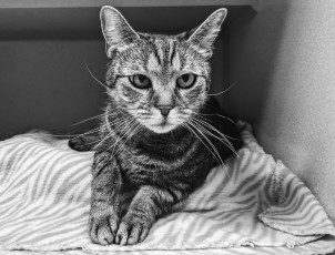 Картинка животные коты кот кошка