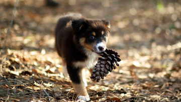 Картинка животные собаки щенок шишка листья