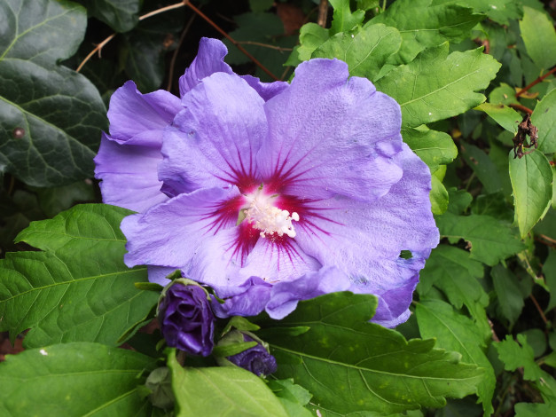 Обои картинки фото цветы, гибискусы, цветок