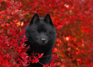 обоя животные, собаки, природа