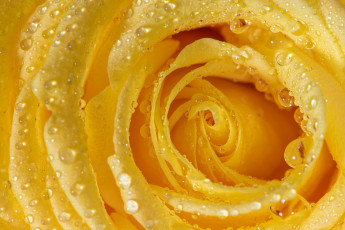 обоя цветы, розы, цветок