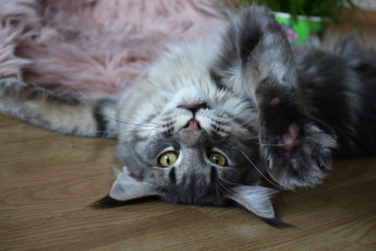 обоя животные, коты, кот, кошка