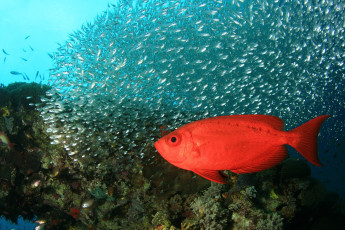 обоя животные, рыбы, риф