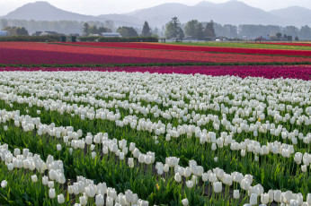 обоя цветы, тюльпаны