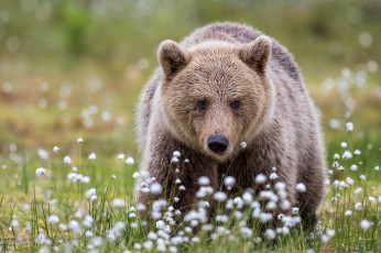 обоя животные, медведи, мишка