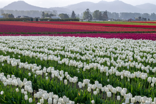 Обои картинки фото цветы, тюльпаны